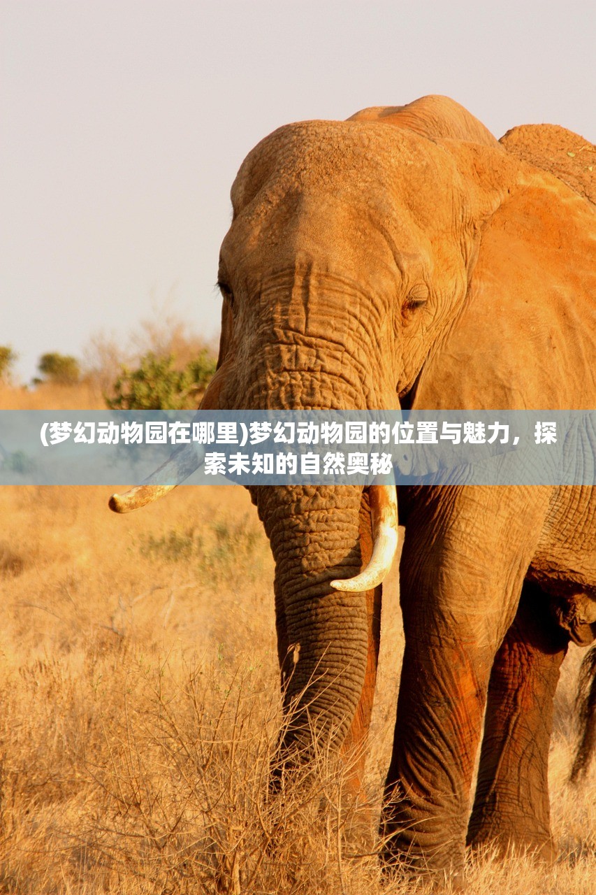 (梦幻动物园在哪里)梦幻动物园的位置与魅力,探索未知的自然奥秘 (梦幻动物园在哪里)梦幻动物园的位置与魅力,探索未知的自然奥秘