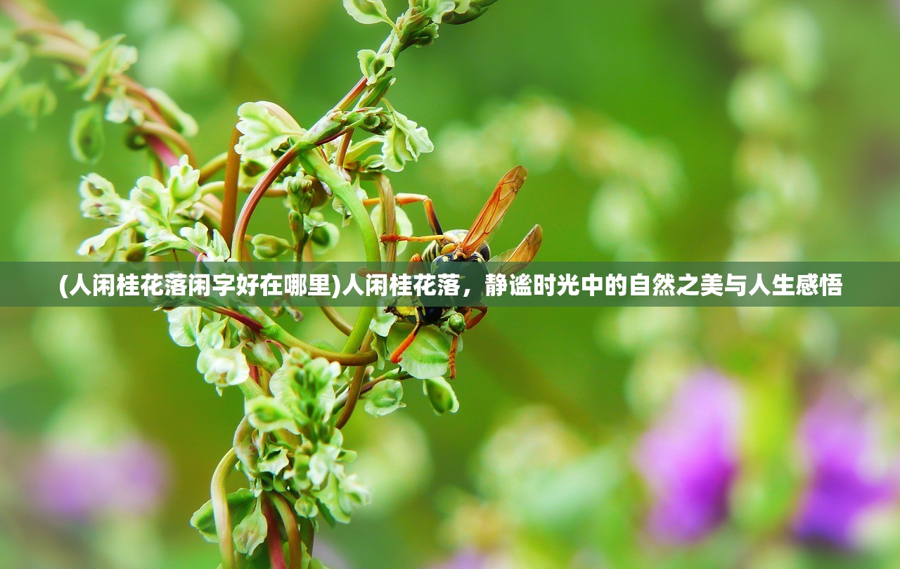 (人闲桂花落闲字好在哪里)人闲桂花落，静谧时光中的自然之美与人生感悟