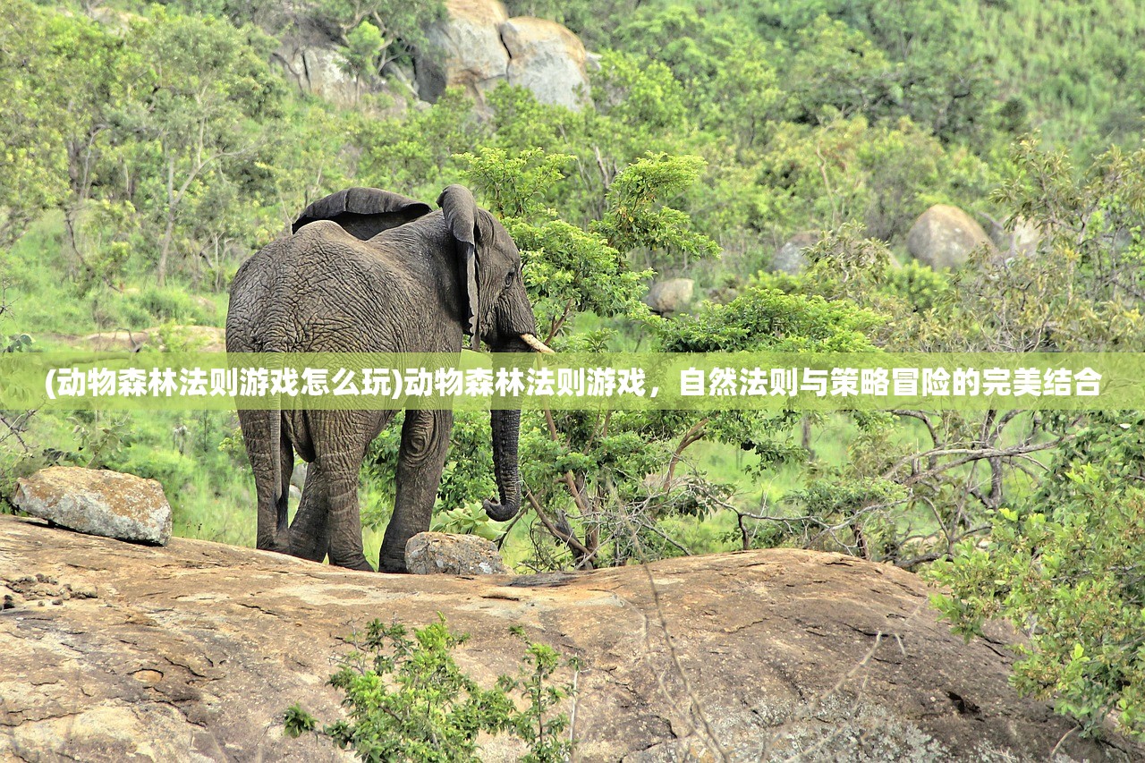 (动物森林法则游戏怎么玩)动物森林法则游戏，自然法则与策略冒险的完美结合