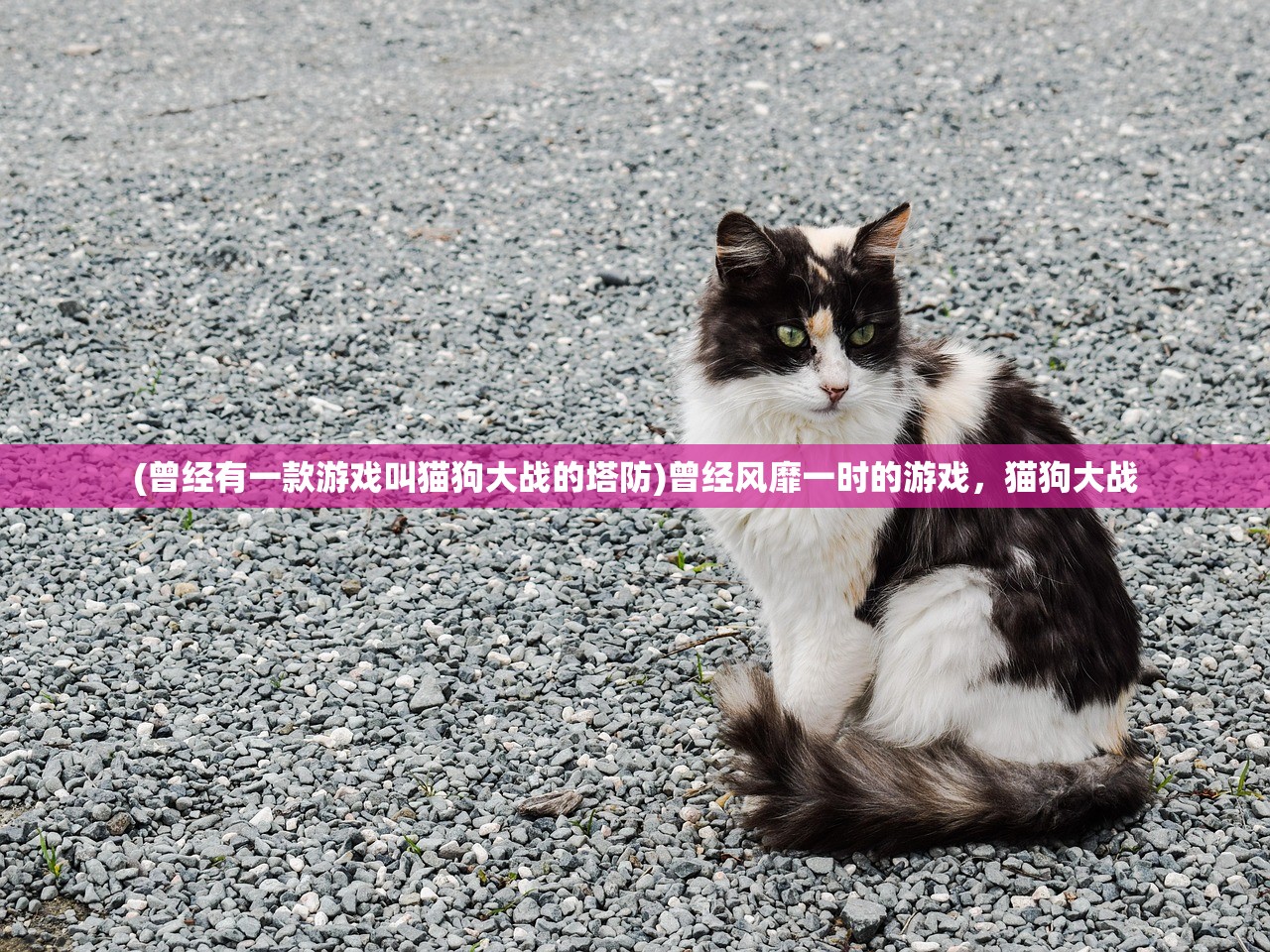 (曾经有一款游戏叫猫狗大战的塔防)曾经风靡一时的游戏，猫狗大战