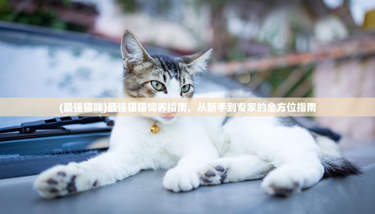 (最强猫咪)最强猫猫饲养指南，从新手到专家的全方位指南