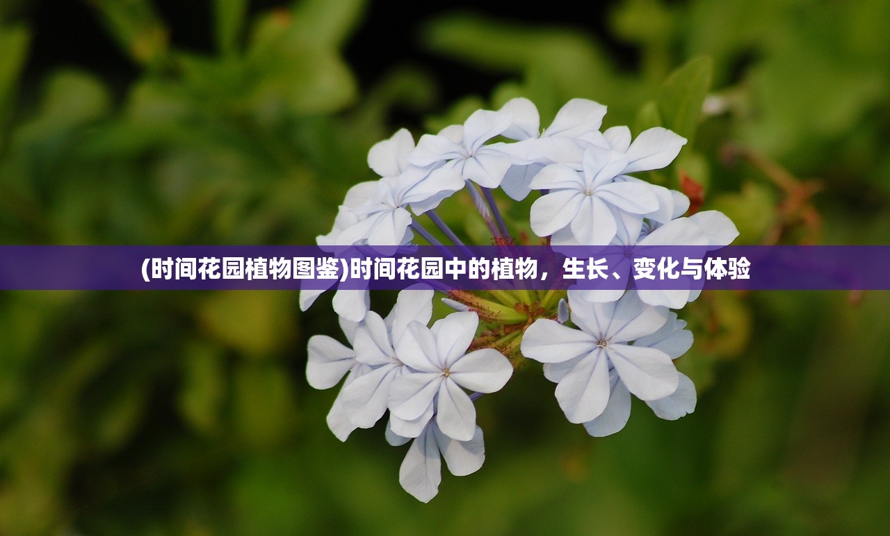 (时间花园植物图鉴)时间花园中的植物，生长、变化与体验