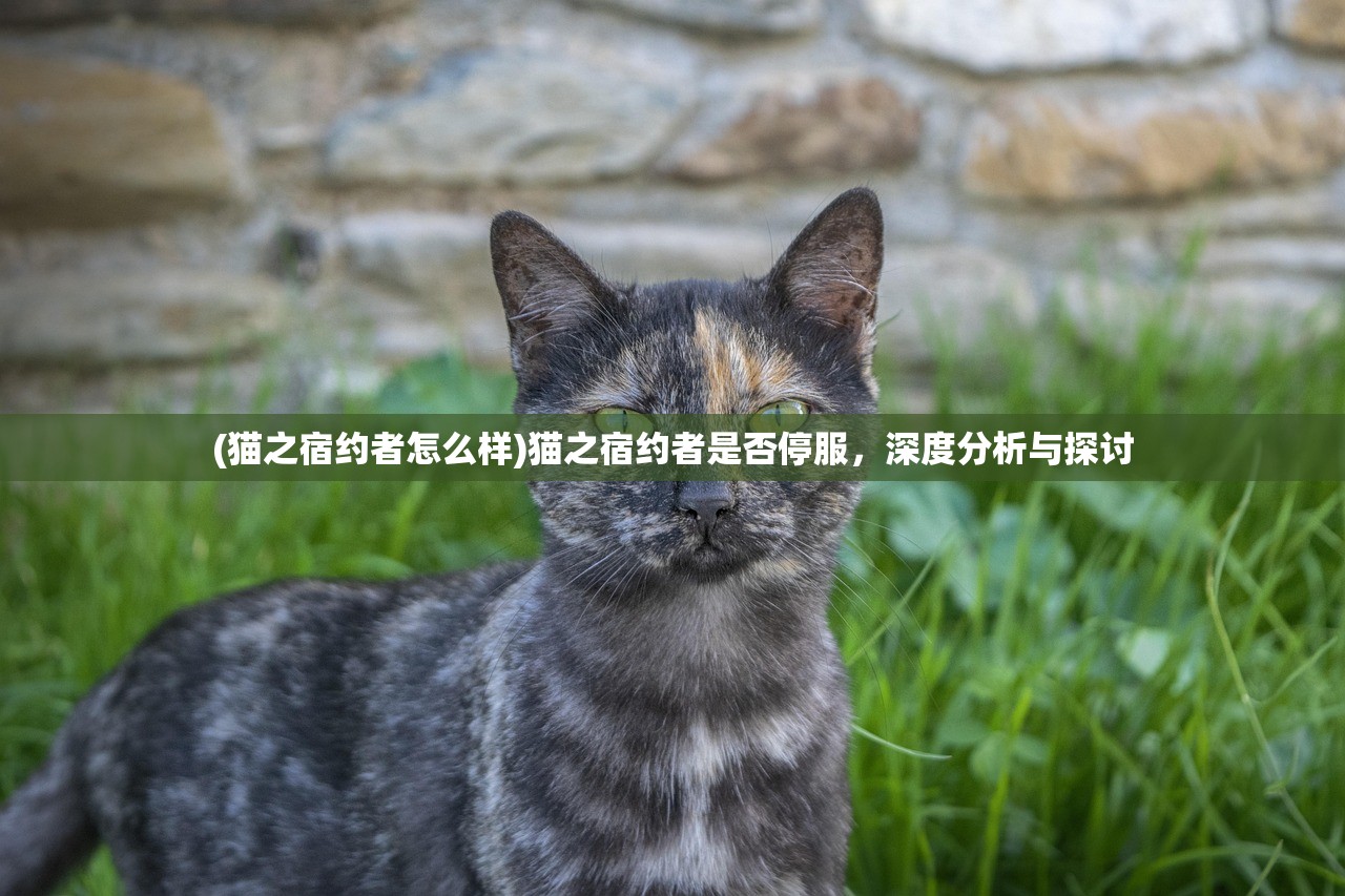 (猫之宿约者怎么样)猫之宿约者是否停服，深度分析与探讨