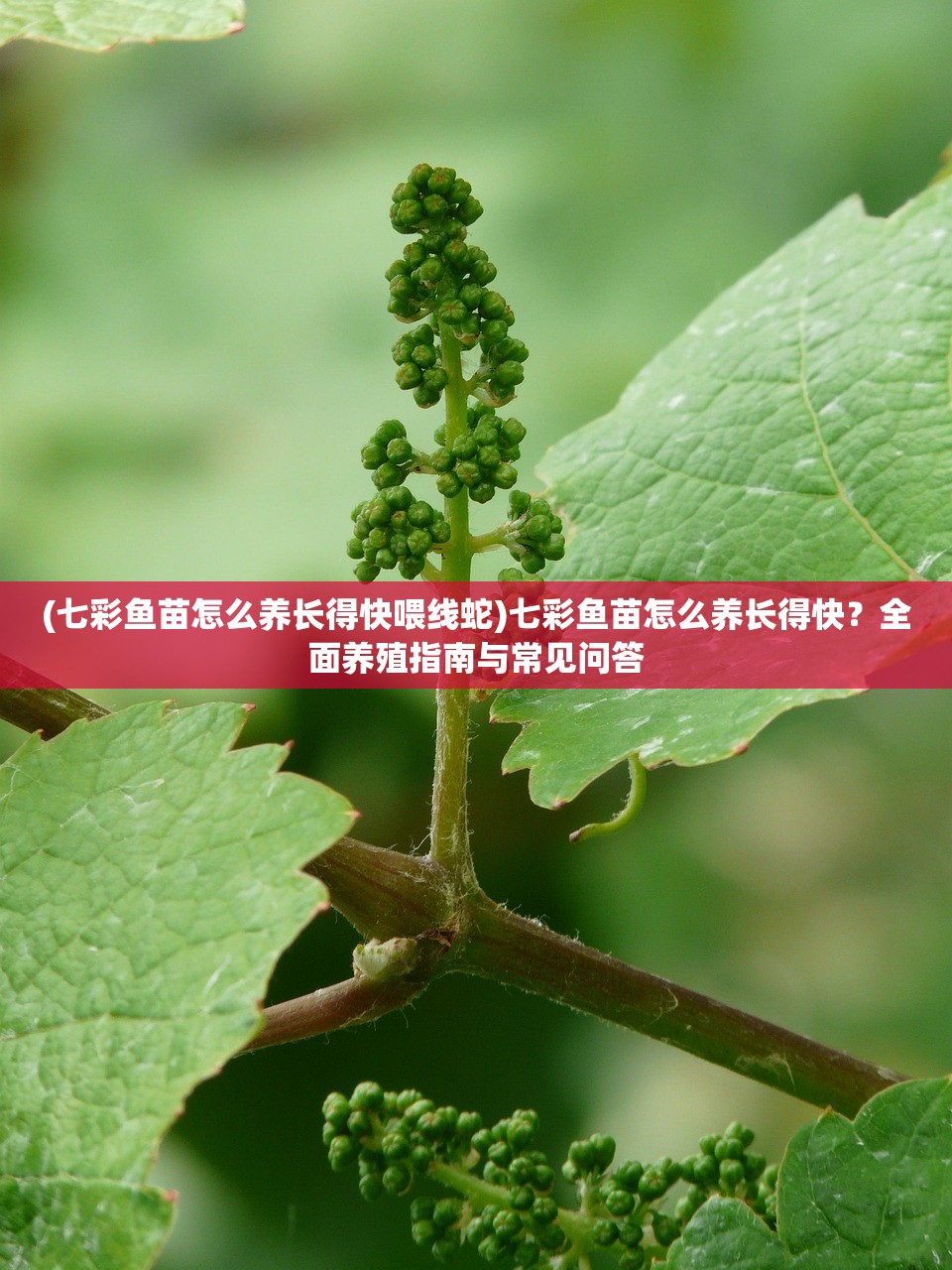 (七彩鱼苗怎么养长得快喂线蛇)七彩鱼苗怎么养长得快?全面养殖指南与常见问答 (七彩鱼苗怎么养长得快喂线蛇)七彩鱼苗怎么养长得快?全面养殖指南与常见问答