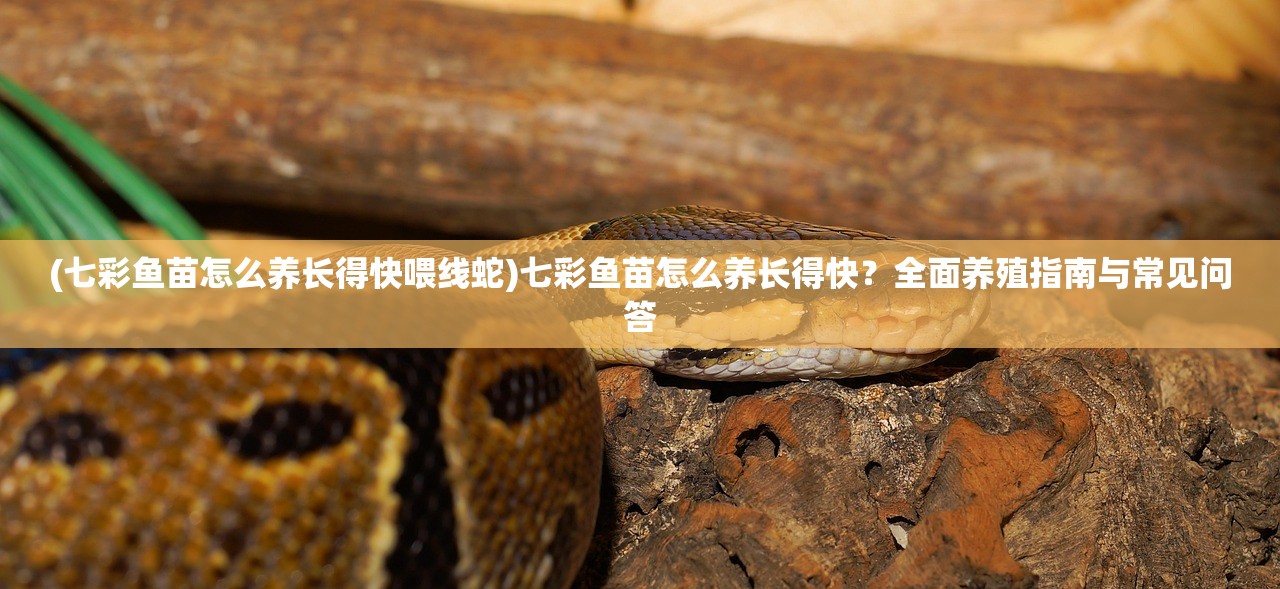 (七彩鱼苗怎么养长得快喂线蛇)七彩鱼苗怎么养长得快?全面养殖指南与常见问答 (七彩鱼苗怎么养长得快喂线蛇)七彩鱼苗怎么养长得快?全面养殖指南与常见问答