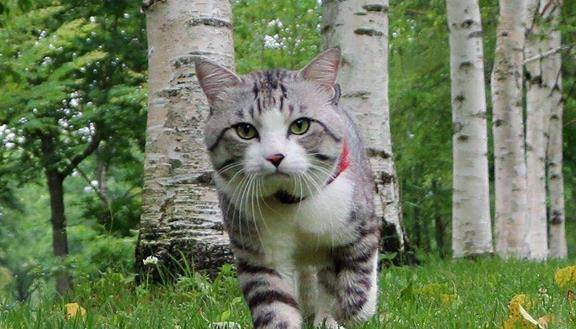 猫与朋友正版免费（暂未上线）-猫与朋友全解锁最新版2024下载v.8.93